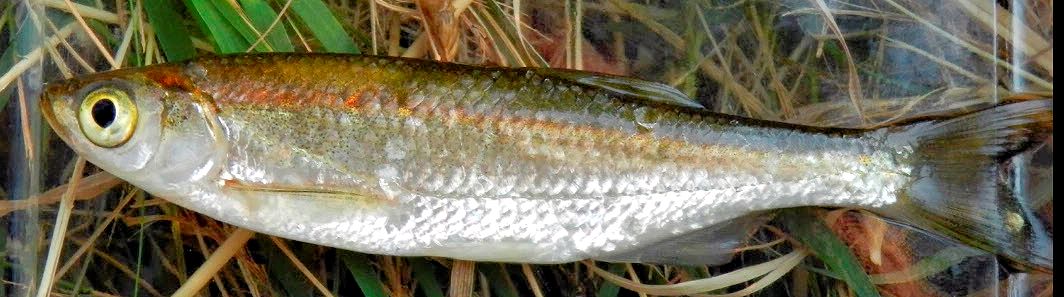 Pseudochondrostoma polylepis_02.jpg